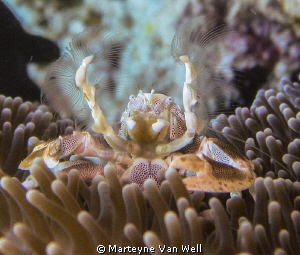 Beautiful little crab almost posing for the camera by Marteyne Van Well 
